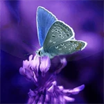 butterflies live wallpaper android application logo